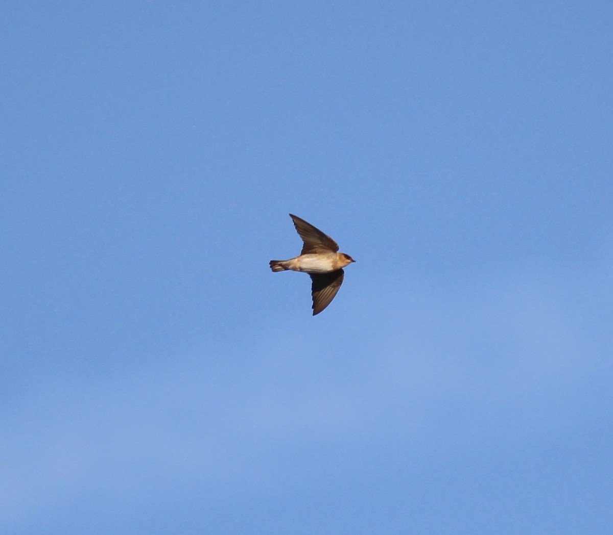 Cave Swallow - ML73887111