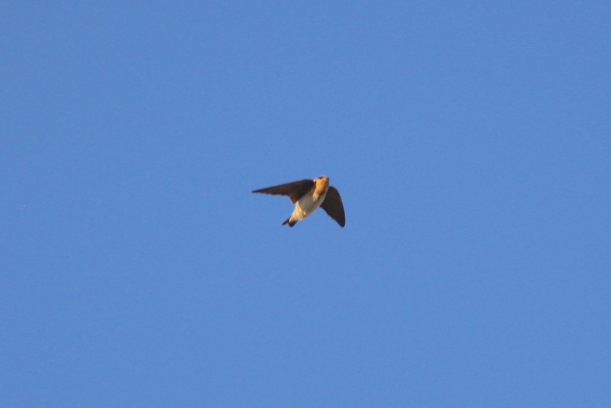 Cave Swallow - ML73887121