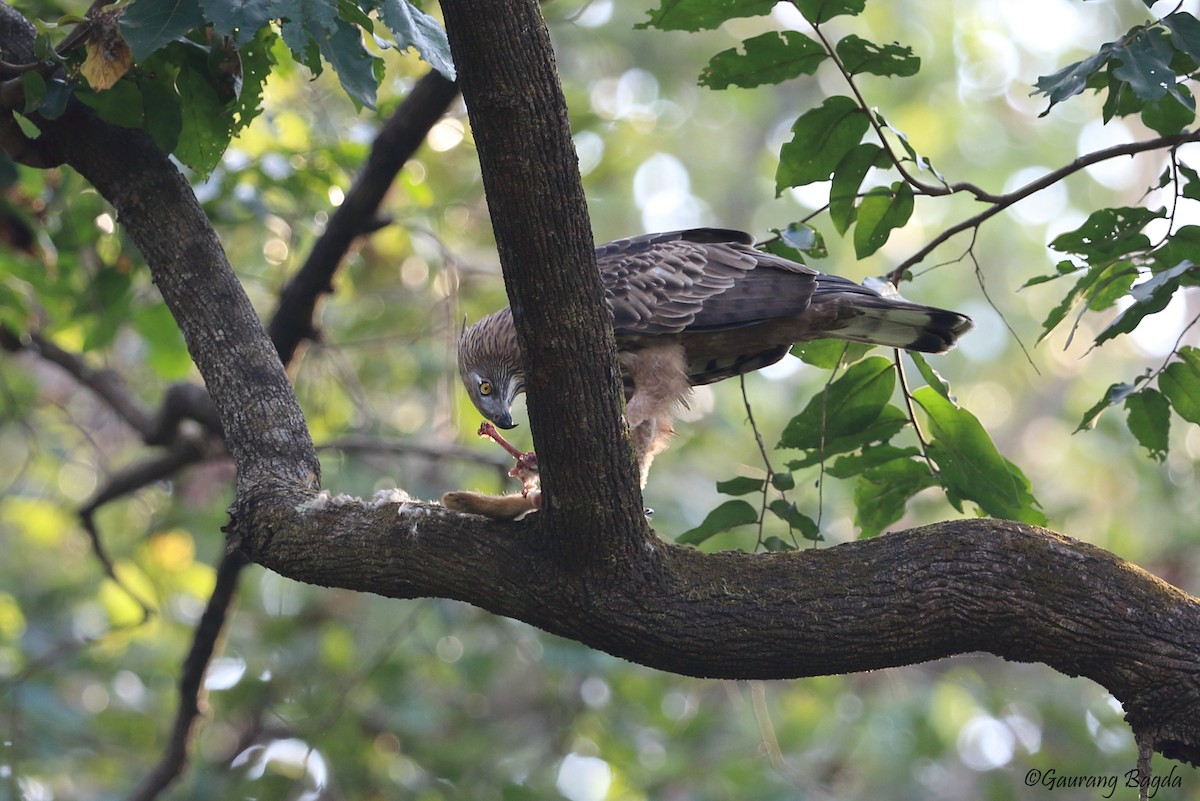 Changeable Hawk-Eagle (Crested) - ML73887561