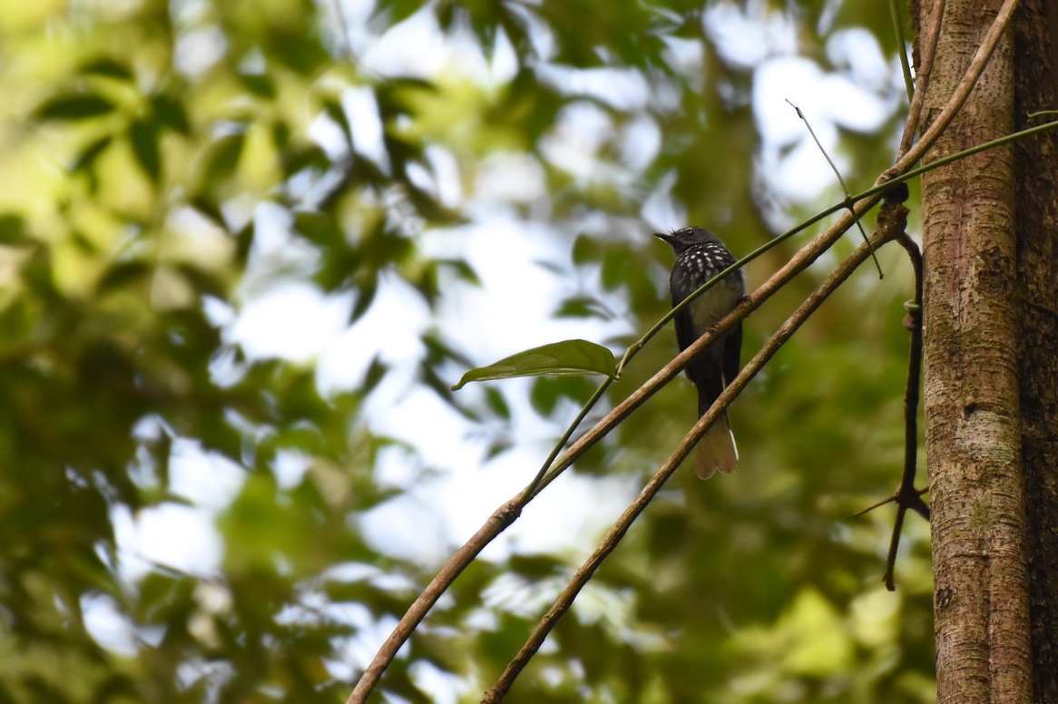 Spotted Fantail - ML73889751
