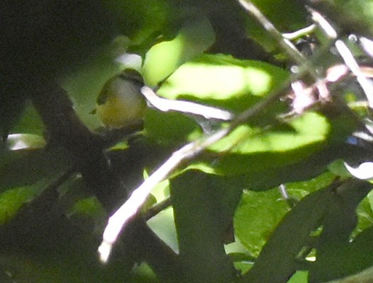 Yellow-bellied Warbler - ML73889761