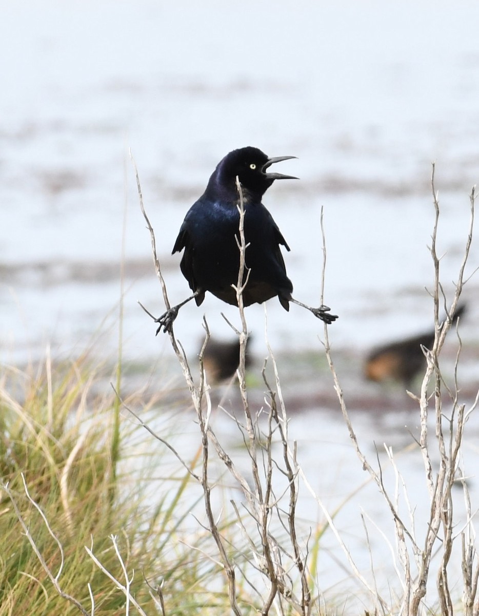Boat-tailed Grackle - ML73891811