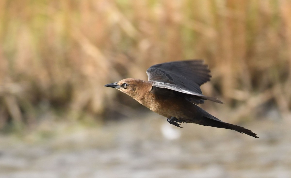 Boat-tailed Grackle - Barry Blust