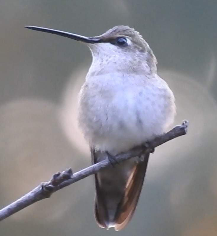 Black-chinned Hummingbird - Robb Brumfield