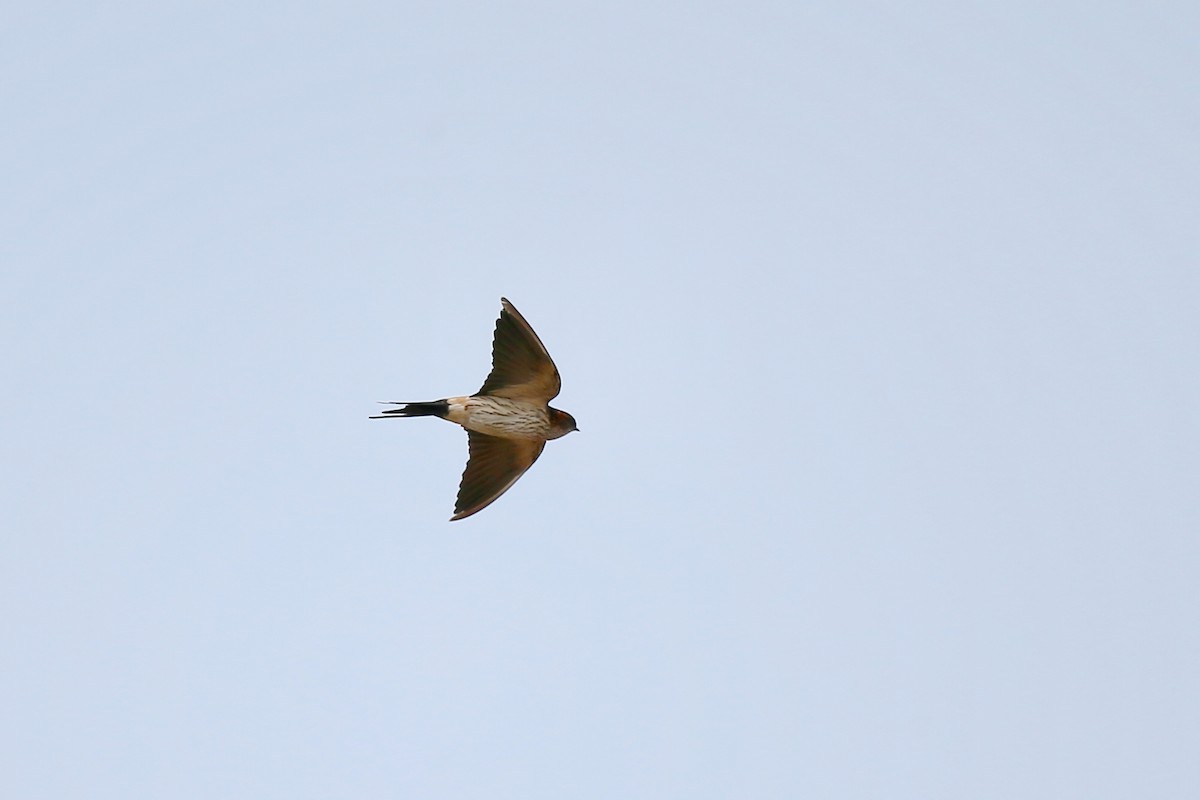 Red-rumped Swallow (Red-rumped) - ML73895721