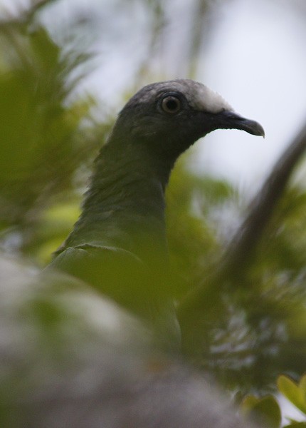 White-crowned Pigeon - ML73896241