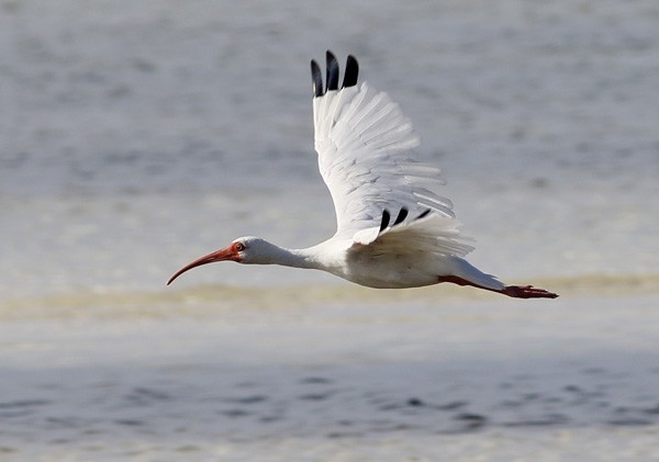 ibis bílý - ML73896841