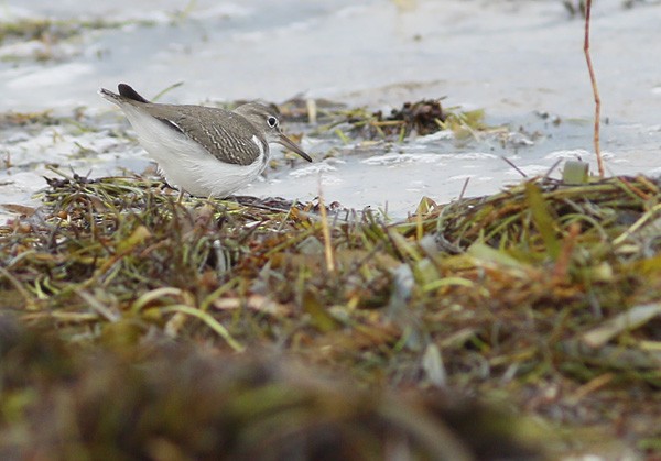 Spotted Sandpiper - Ted Keyel