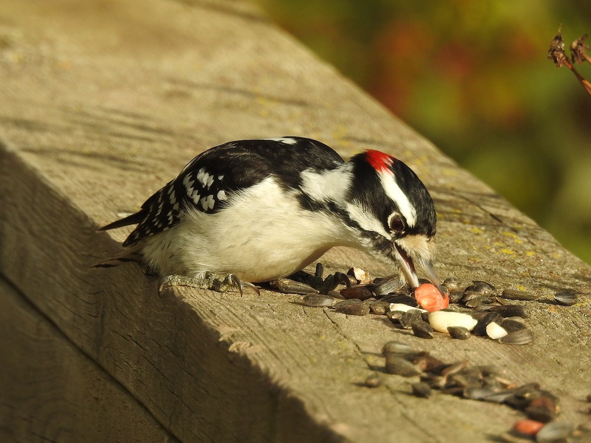Downy Woodpecker - Bonnie Kinder