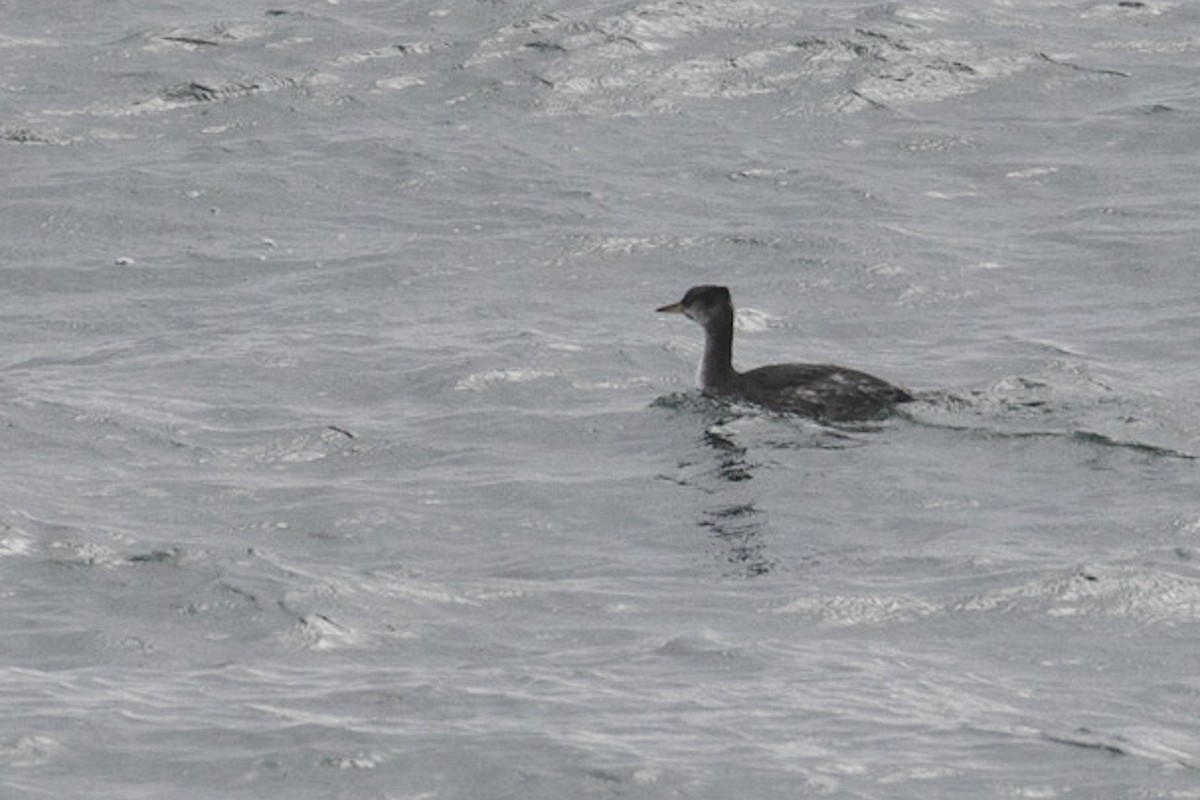 Red-necked Grebe - ML73899121