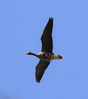 Greater White-fronted Goose, ML73900911