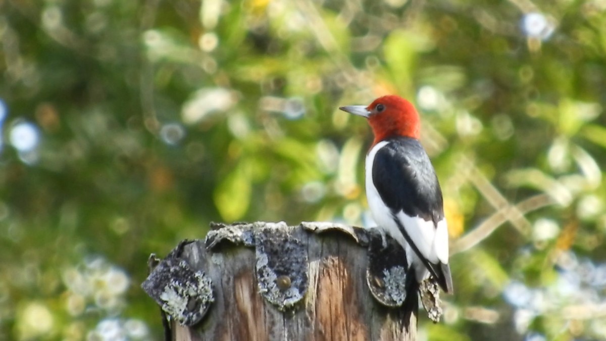 Red-headed Woodpecker - Larenda Donovan