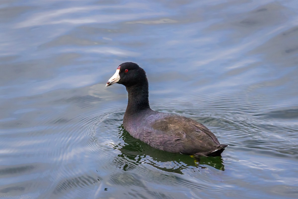 American Coot - Mathurin Malby