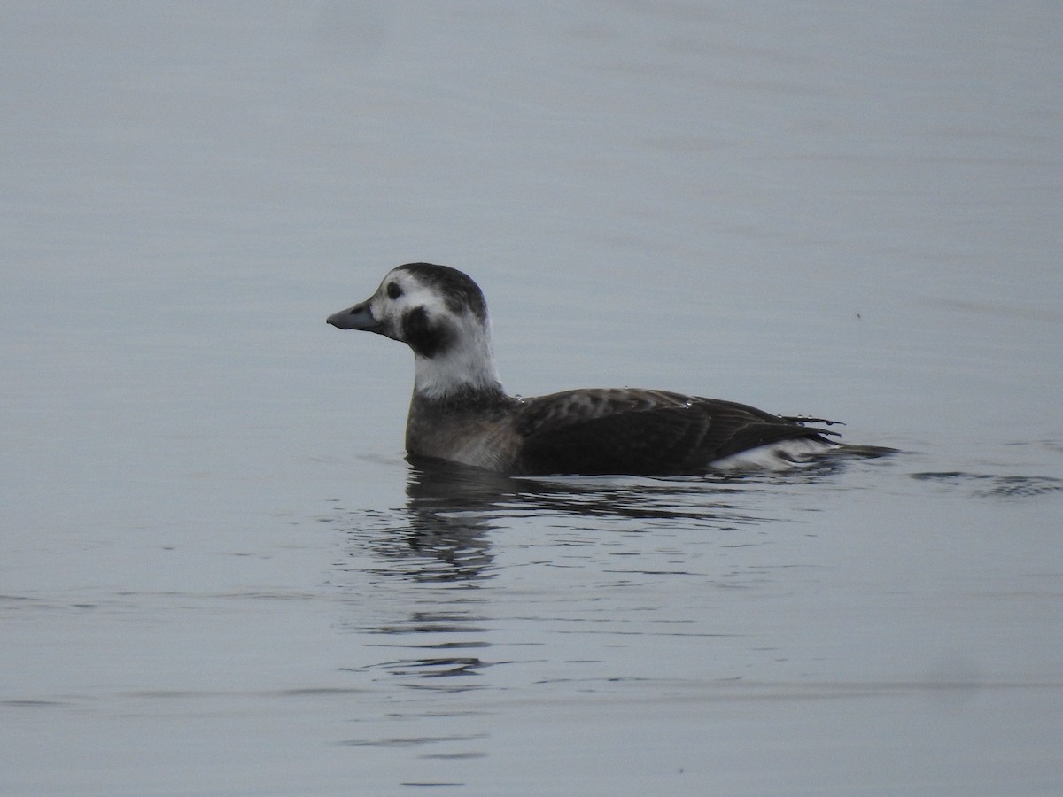 Long-tailed Duck - ML73904101
