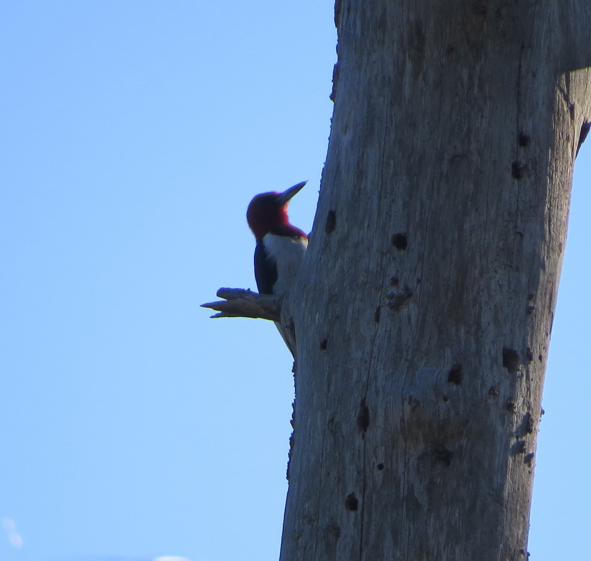 Red-headed Woodpecker - MaryAnn Radscheid