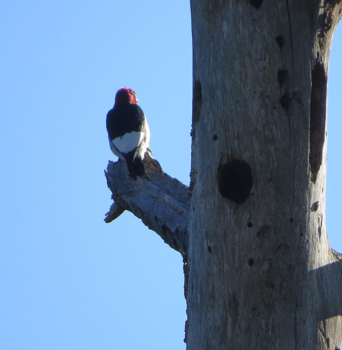 Red-headed Woodpecker - MaryAnn Radscheid