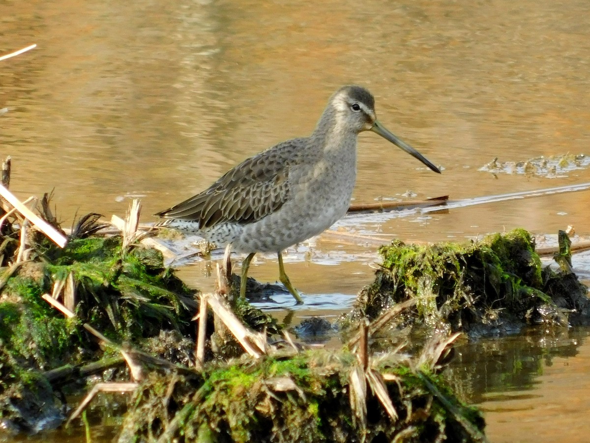 Long-billed Dowitcher - ML73906841