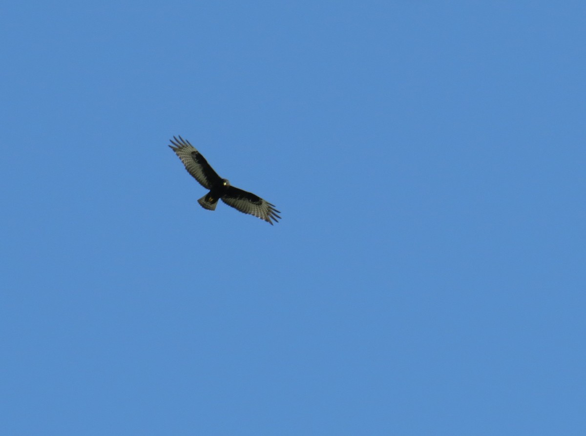 Zone-tailed Hawk - Leonardo Guzmán (Kingfisher Birdwatching Nuevo León)