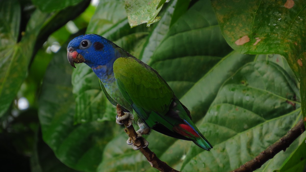 Blue-headed Parrot - ML73907691