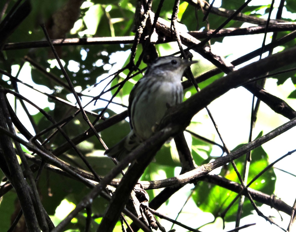 Black-and-white Warbler - ML73907961