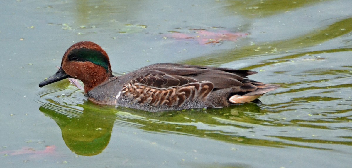 Green-winged Teal - ML73908811