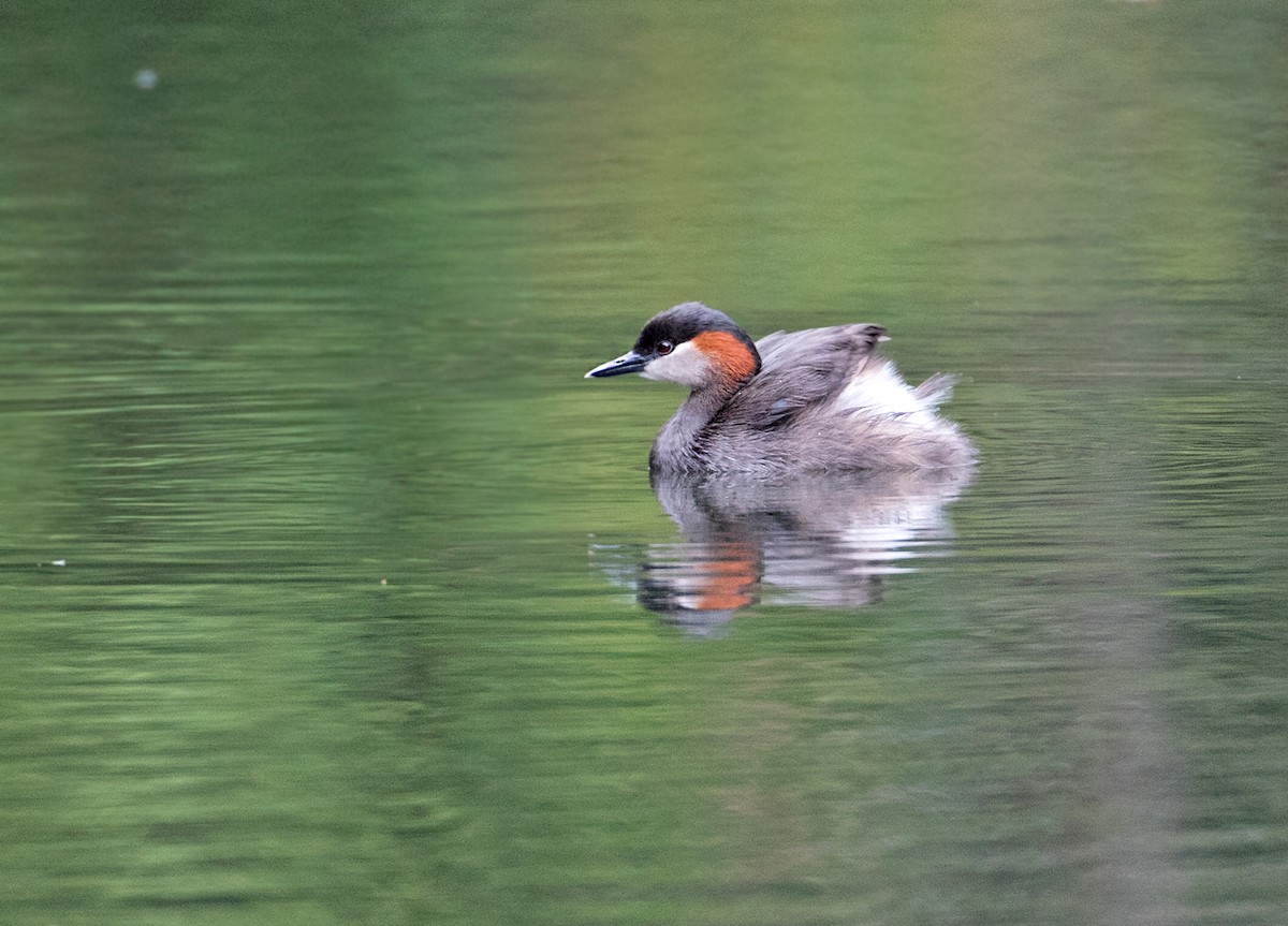 Madagascar Grebe - Tachybaptus pelzelnii - Birds of the World, image size:1200x863