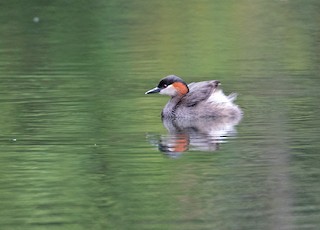  - Madagascar Grebe