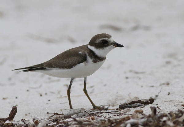 Semipalmated Plover - ML73909721