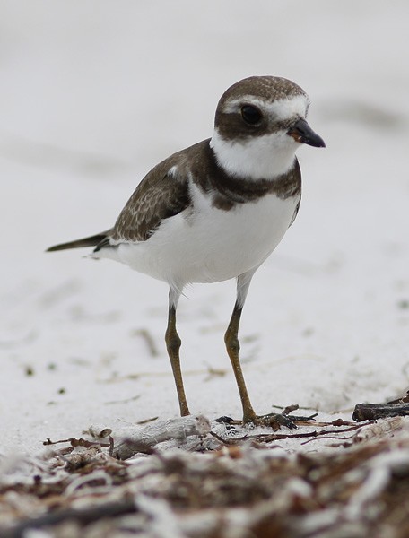 Semipalmated Plover - ML73909731