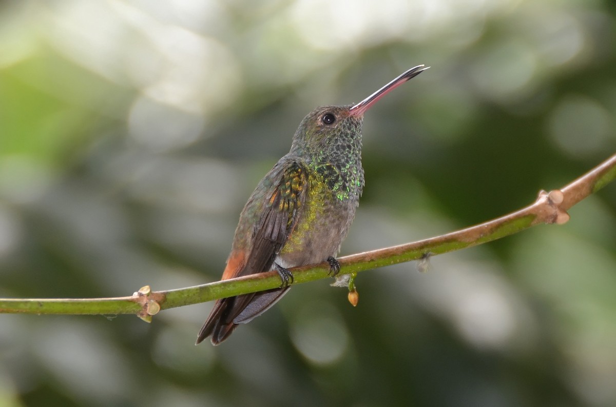 Rufous-tailed Hummingbird - ML73911221