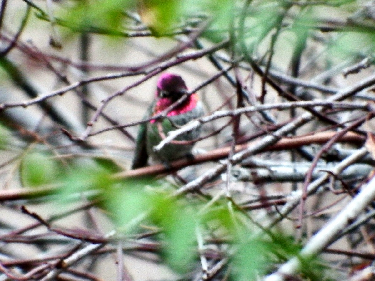 Anna's Hummingbird - ML73912511