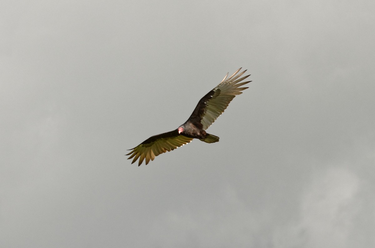 Turkey Vulture - Robert Zickus