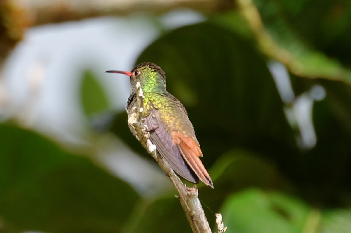 Rufous-tailed Hummingbird - Robert Zickus