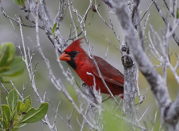 Northern Cardinal - Ted Keyel
