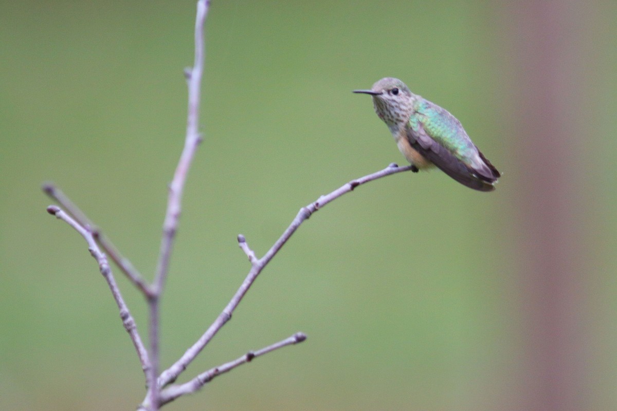 Calliope Hummingbird - ML73916341