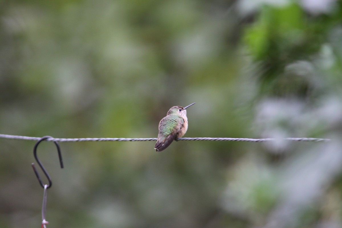 Calliope Hummingbird - ML73916391