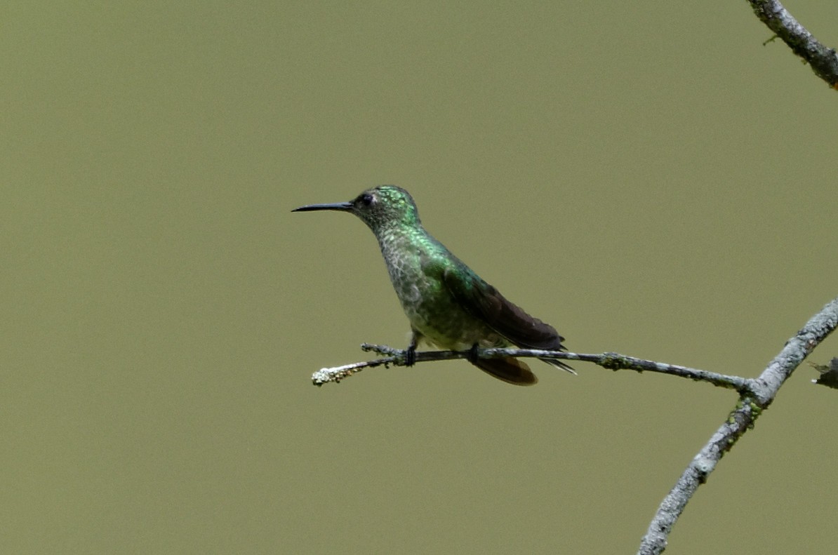 Scaly-breasted Hummingbird - Robert Zickus