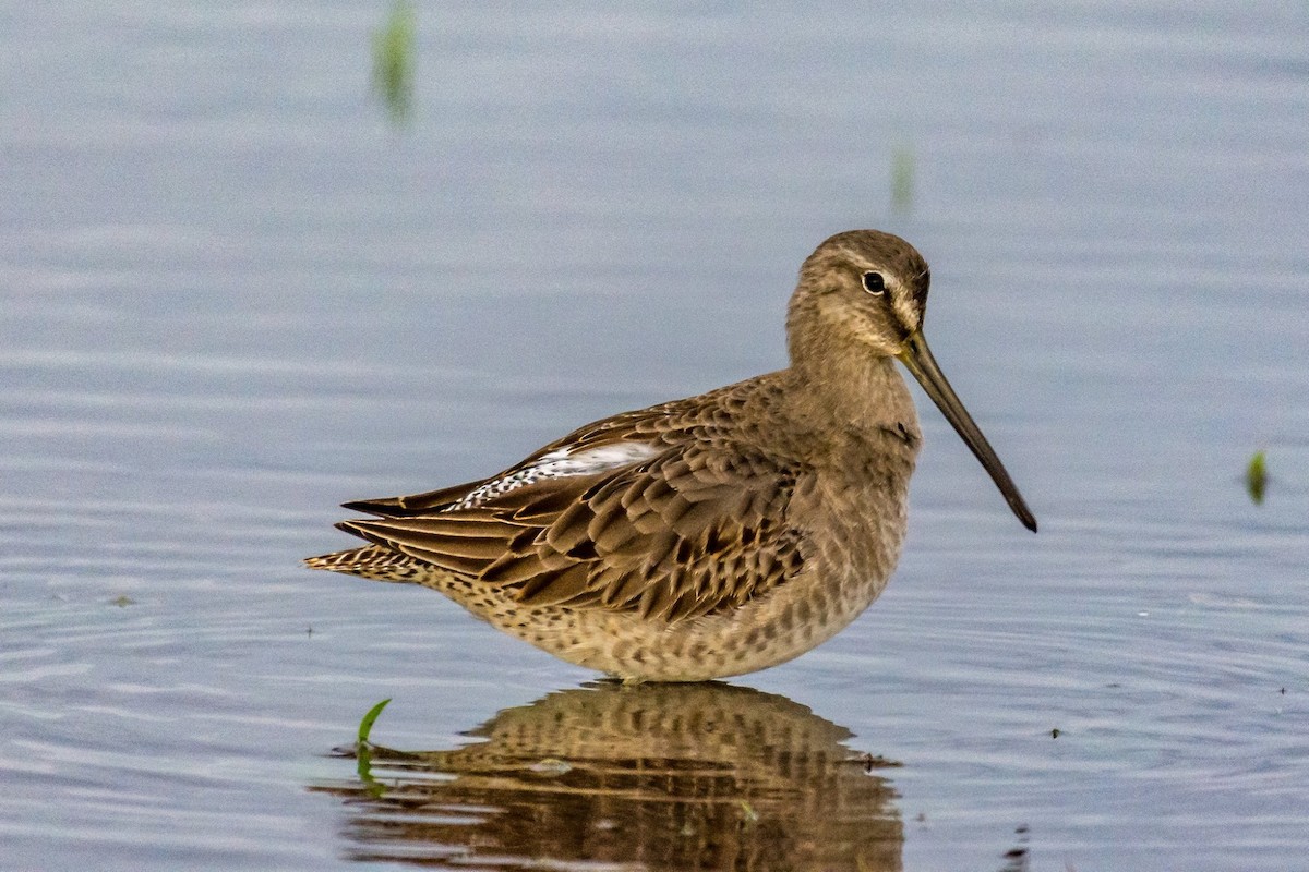 Long-billed Dowitcher - ML73919851