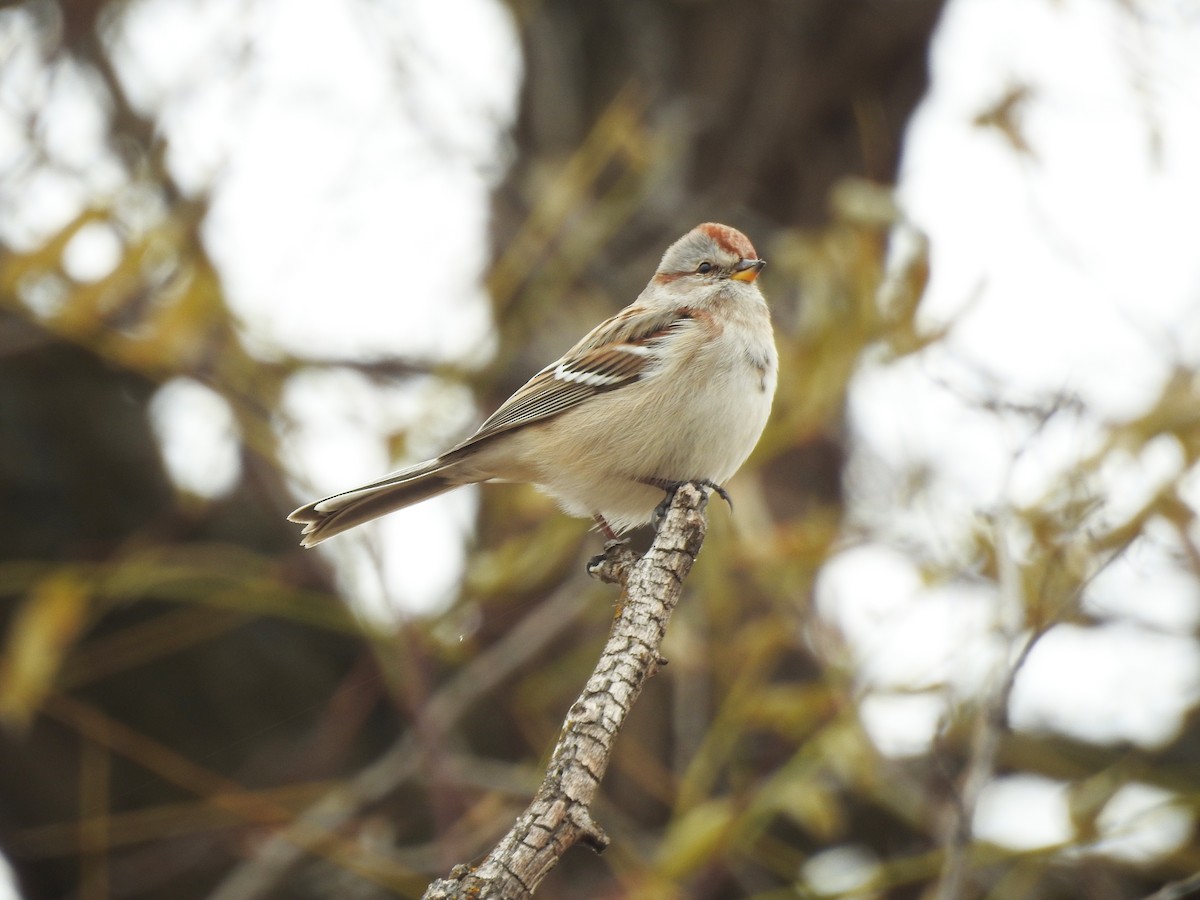 American Tree Sparrow - Mary Rumple