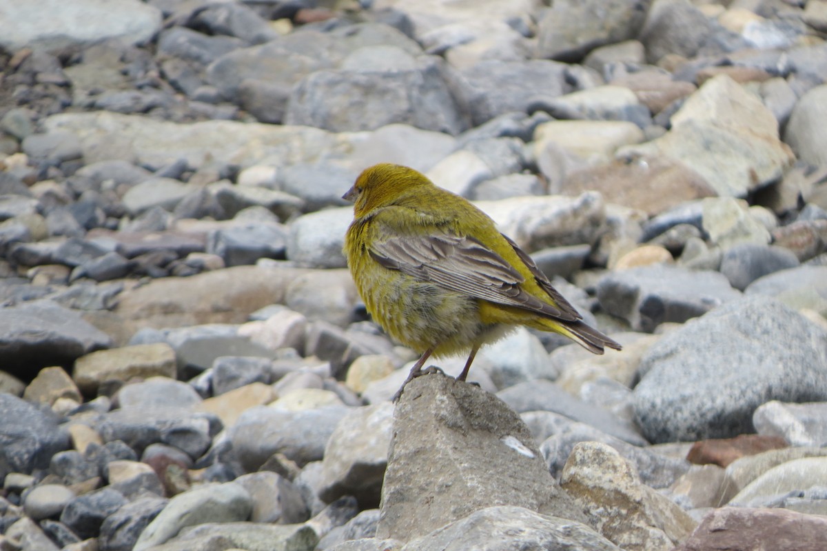 Greater Yellow-Finch - Nelson  Contardo
