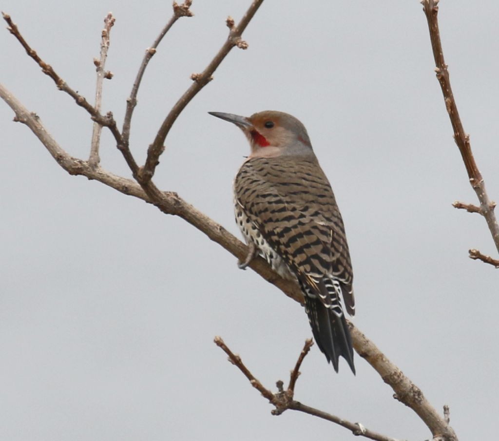 Northern Flicker (Yellow-shafted x Red-shafted) - ML73922271