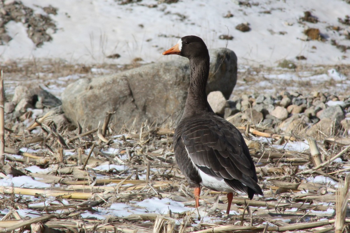 Greater White-fronted Goose (Greenland) - ML73923121