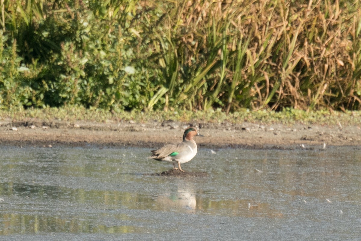 Green-winged Teal - ML73924001