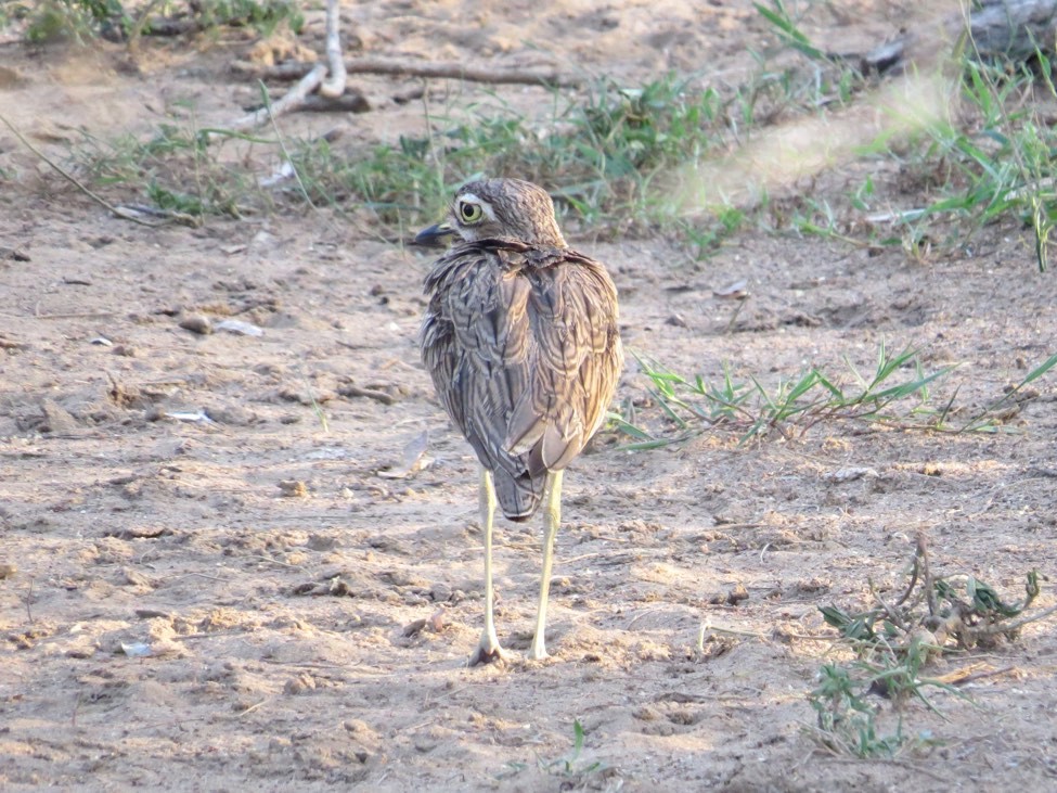 Water Thick-knee - André Weiss
