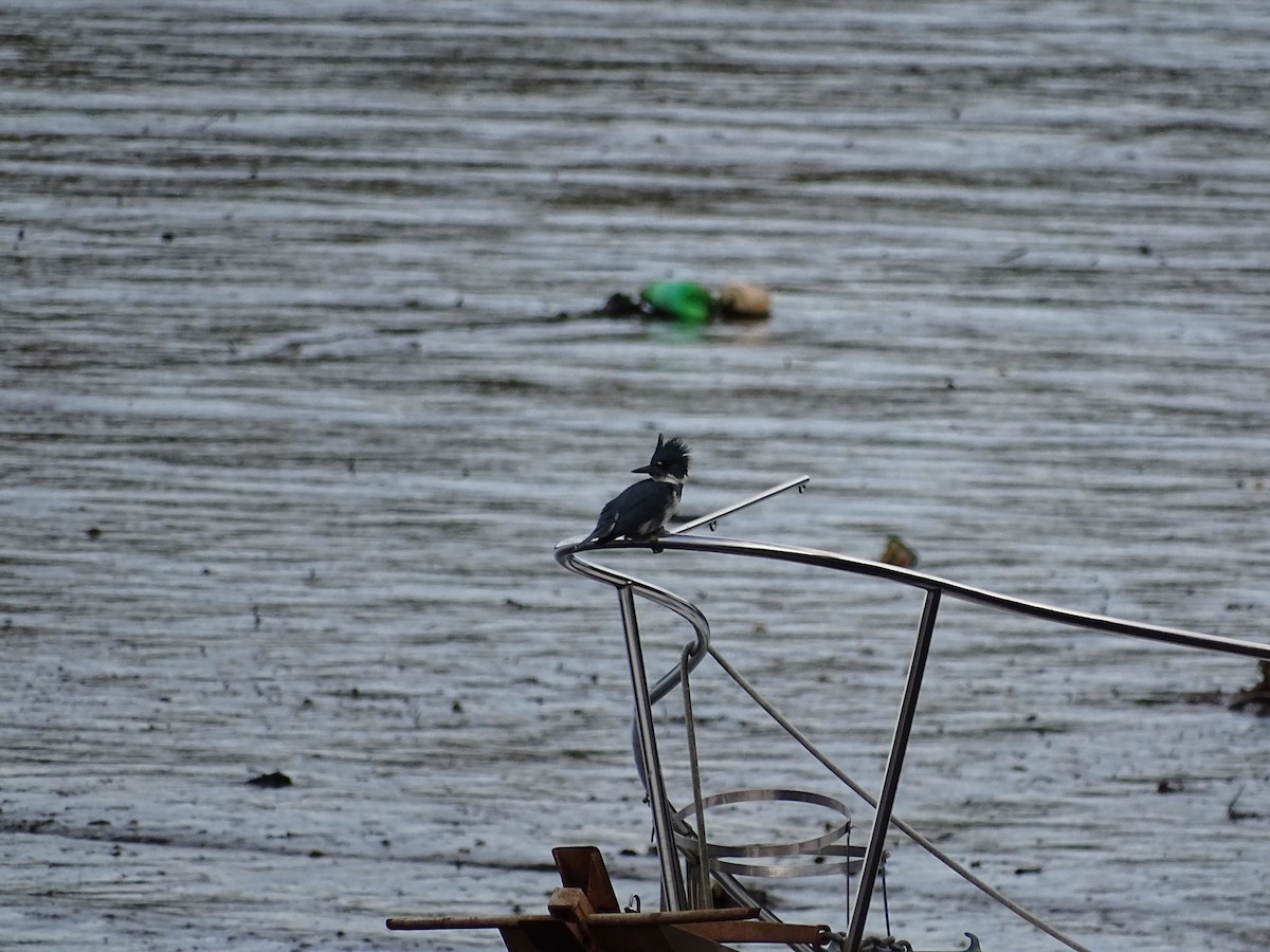 Belted Kingfisher - ML73924051