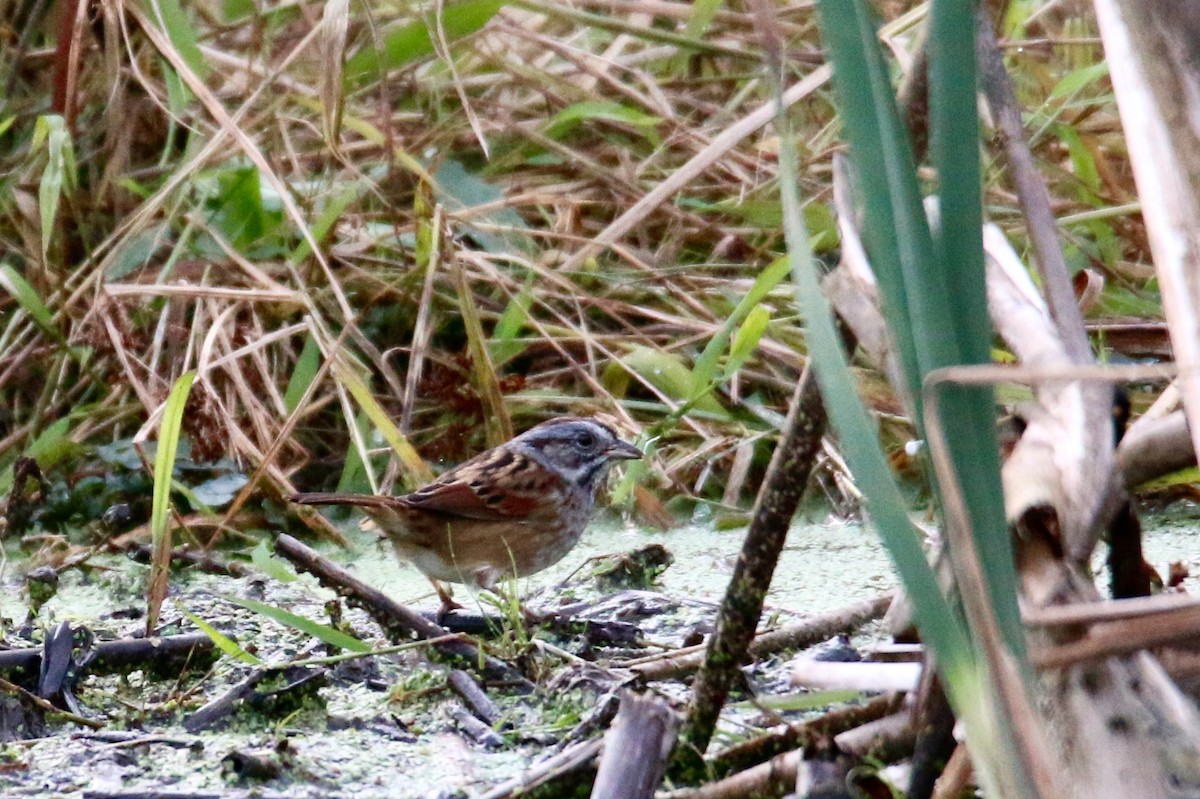 Swamp Sparrow - ML73924091