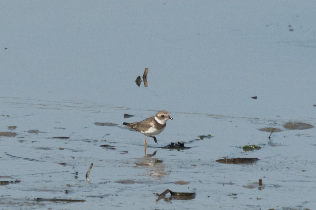 Semipalmated Plover - ML73924911