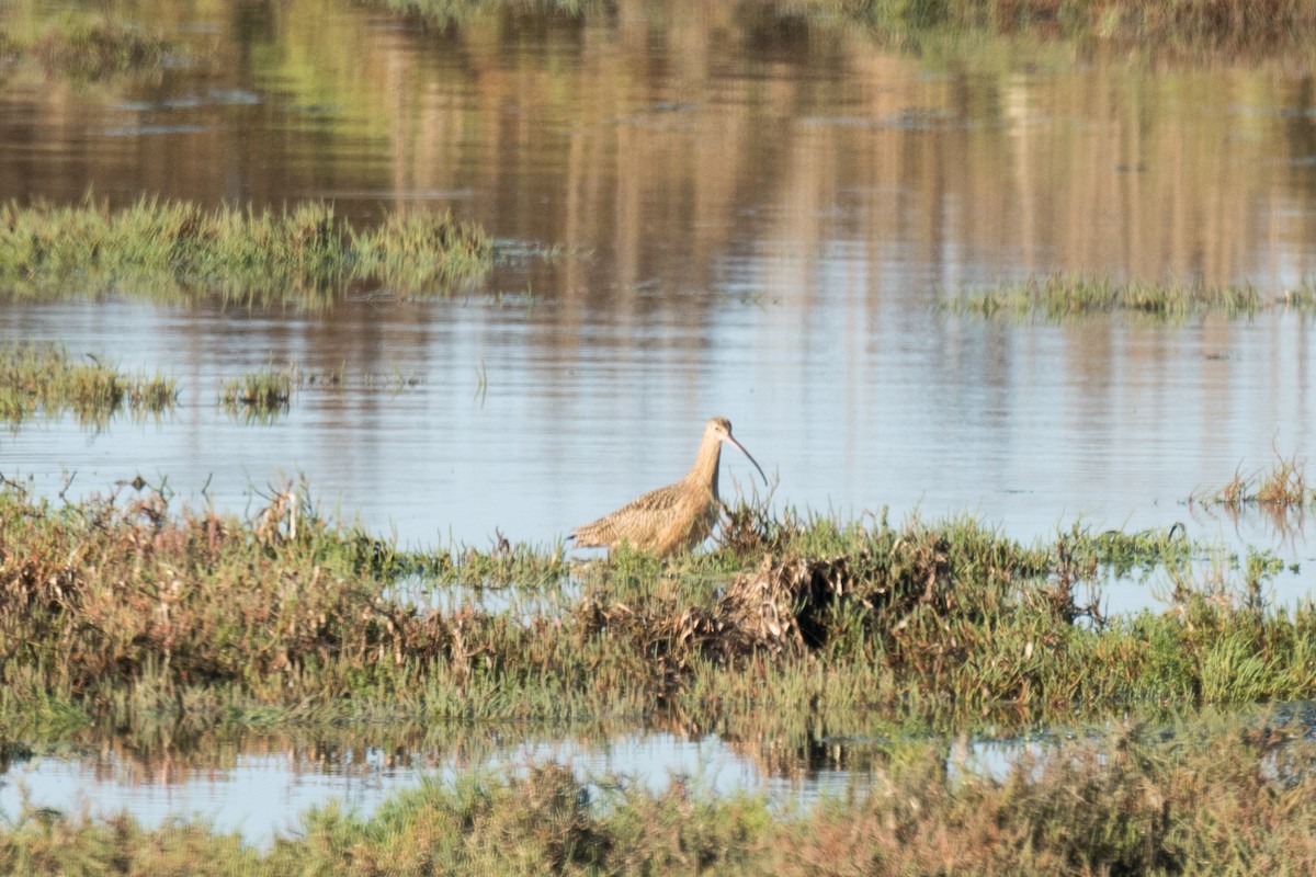 Long-billed Curlew - ML73925201