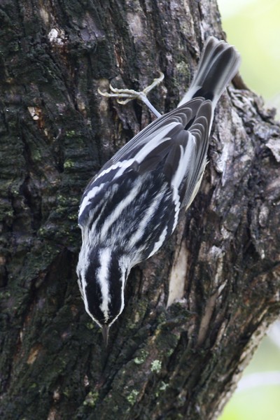 Black-and-white Warbler - ML73926551
