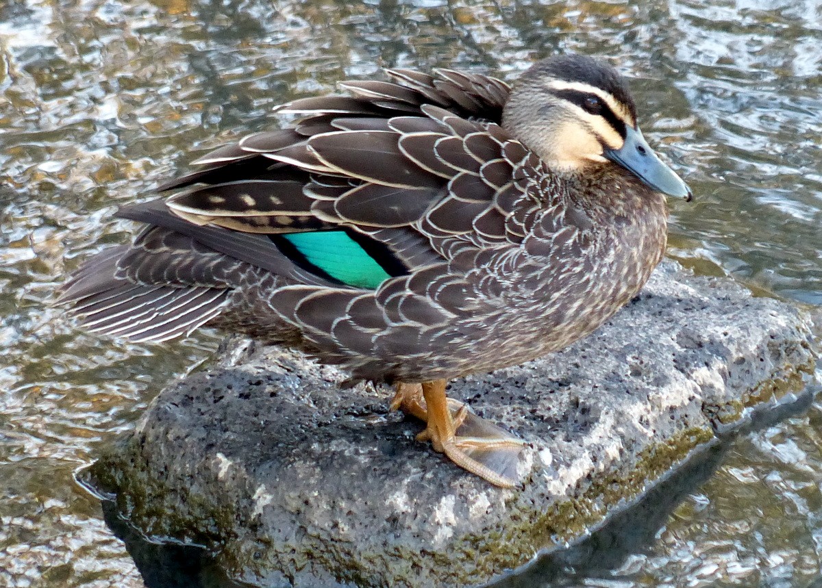 Pacific Black Duck - Andy Frank